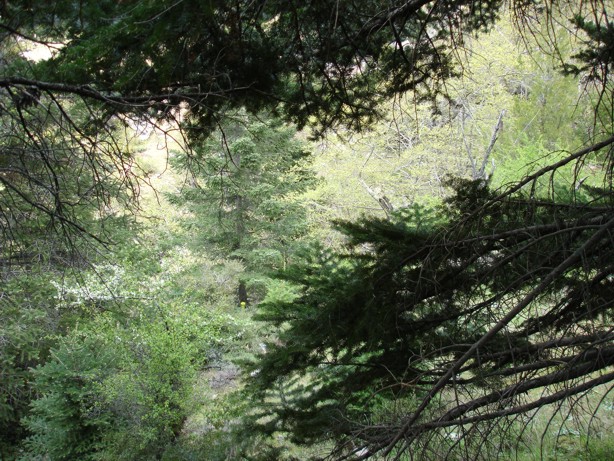 Bushes